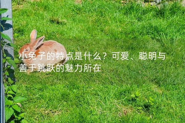 小兔子的特点是什么？可爱、聪明与善于跳跃的魅力所在
