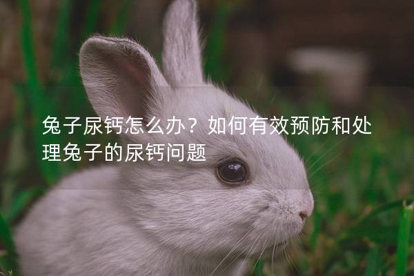 兔子尿钙怎么办？如何有效预防和处理兔子的尿钙问题