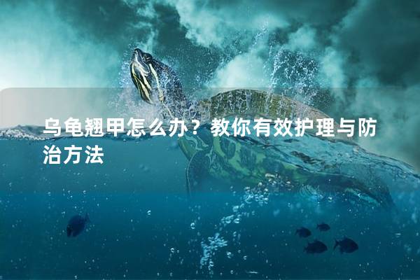 乌龟翘甲怎么办？教你有效护理与防治方法