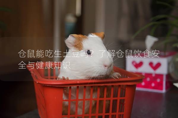 仓鼠能吃生土豆吗？了解仓鼠饮食安全与健康知识