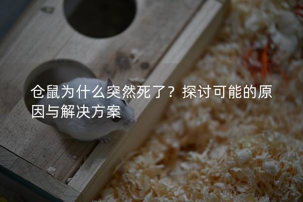 仓鼠为什么突然死了？探讨可能的原因与解决方案