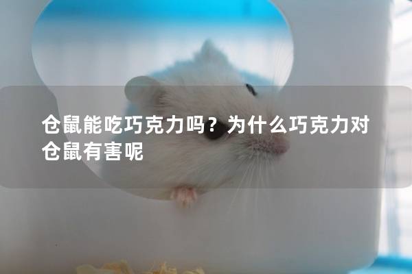 仓鼠能吃巧克力吗？为什么巧克力对仓鼠有害呢