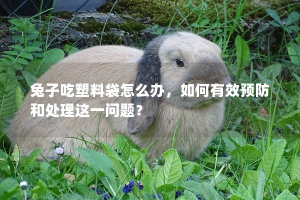 兔子吃塑料袋怎么办，如何有效预防和处理这一问题？