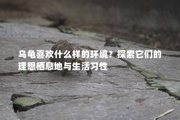 乌龟喜欢什么样的环境？探索它们的理想栖息地与生活习性