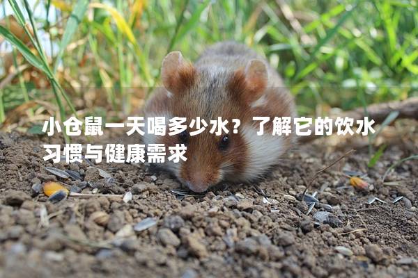 小仓鼠一天喝多少水？了解它的饮水习惯与健康需求