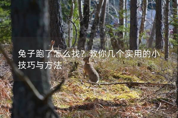 兔子跑了怎么找？教你几个实用的小技巧与方法