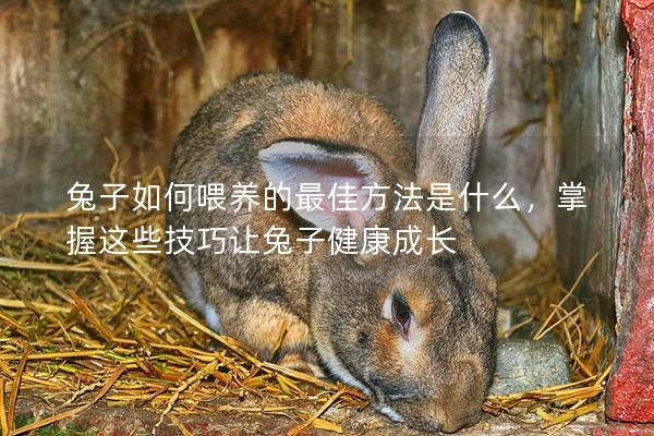 兔子如何喂养的最佳方法是什么，掌握这些技巧让兔子健康成长