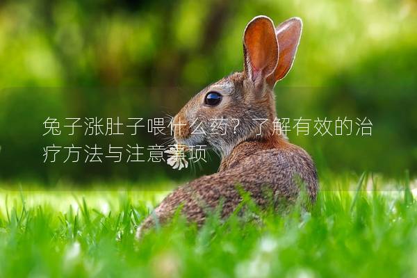 兔子涨肚子喂什么药？了解有效的治疗方法与注意事项