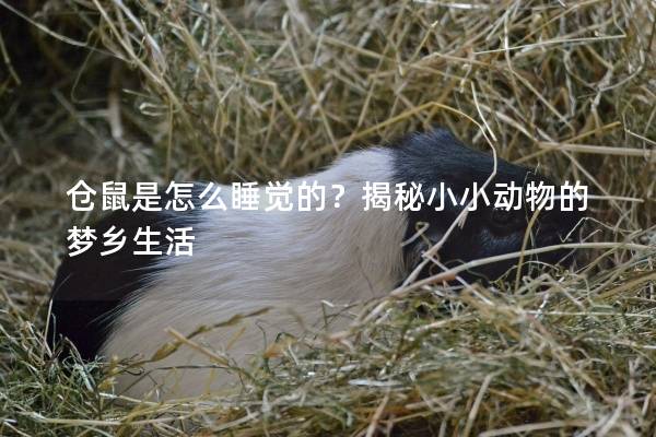 仓鼠是怎么睡觉的？揭秘小小动物的梦乡生活