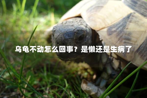 乌龟不动怎么回事？是懒还是生病了