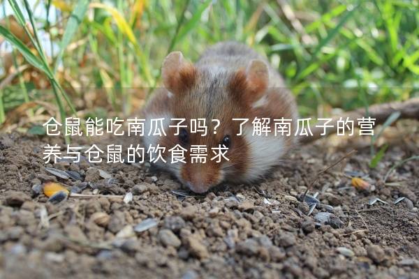 仓鼠能吃南瓜子吗？了解南瓜子的营养与仓鼠的饮食需求