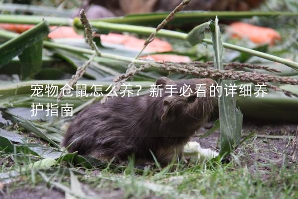 宠物仓鼠怎么养？新手必看的详细养护指南
