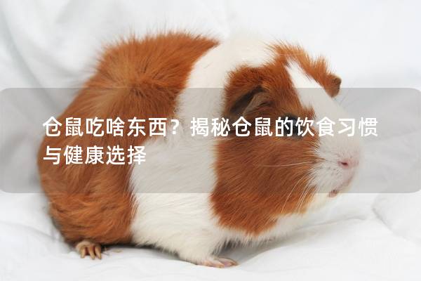 仓鼠吃啥东西？揭秘仓鼠的饮食习惯与健康选择