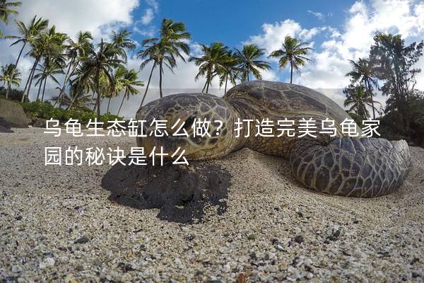 乌龟生态缸怎么做？打造完美乌龟家园的秘诀是什么