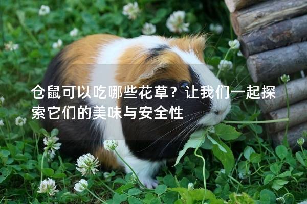 仓鼠可以吃哪些花草？让我们一起探索它们的美味与安全性