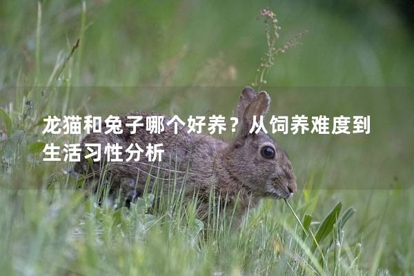 龙猫和兔子哪个好养？从饲养难度到生活习性分析