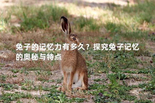 兔子的记忆力有多久？探究兔子记忆的奥秘与特点