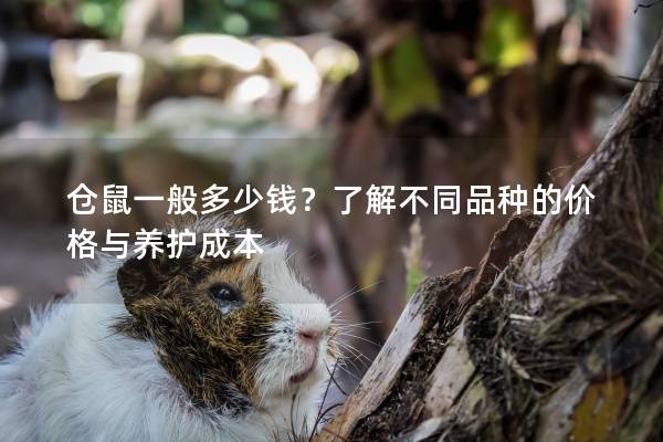 仓鼠一般多少钱？了解不同品种的价格与养护成本