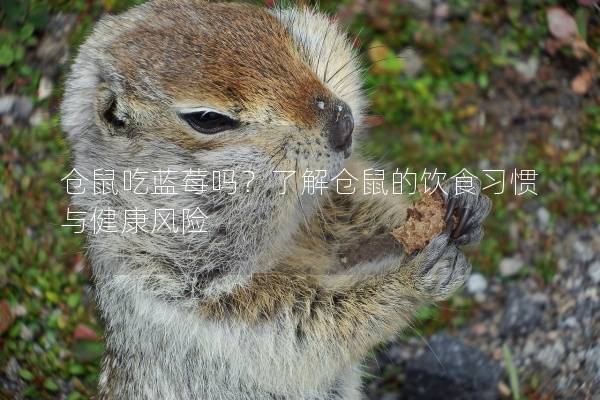 仓鼠吃蓝莓吗？了解仓鼠的饮食习惯与健康风险