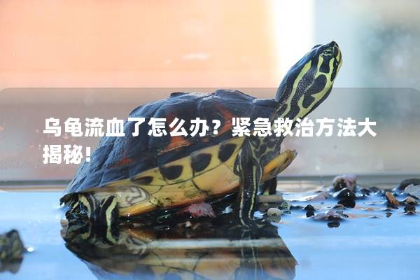乌龟流血了怎么办？紧急救治方法大揭秘!