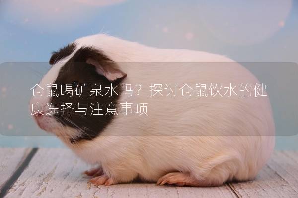 仓鼠喝矿泉水吗？探讨仓鼠饮水的健康选择与注意事项
