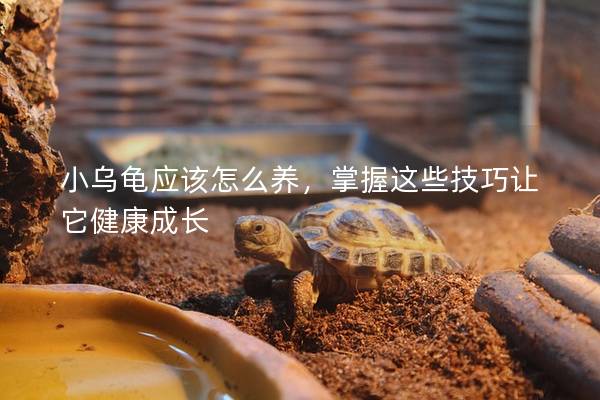 小乌龟应该怎么养，掌握这些技巧让它健康成长