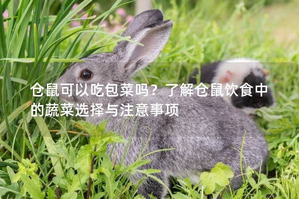 仓鼠可以吃包菜吗？了解仓鼠饮食中的蔬菜选择与注意事项