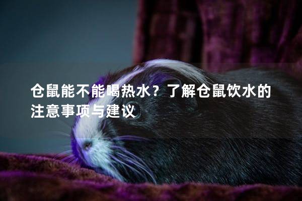 仓鼠能不能喝热水？了解仓鼠饮水的注意事项与建议