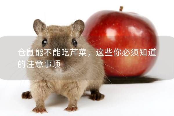 仓鼠能不能吃芹菜，这些你必须知道的注意事项