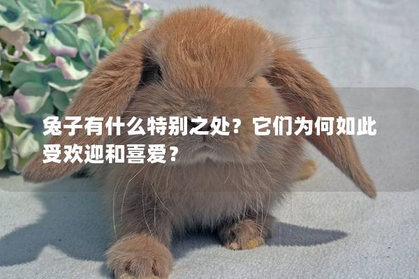 兔子有什么特别之处？它们为何如此受欢迎和喜爱？
