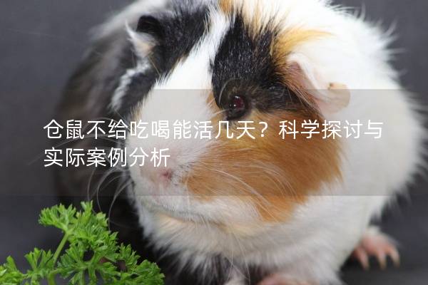仓鼠不给吃喝能活几天？科学探讨与实际案例分析