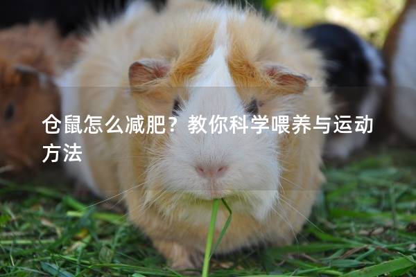 仓鼠怎么减肥？教你科学喂养与运动方法