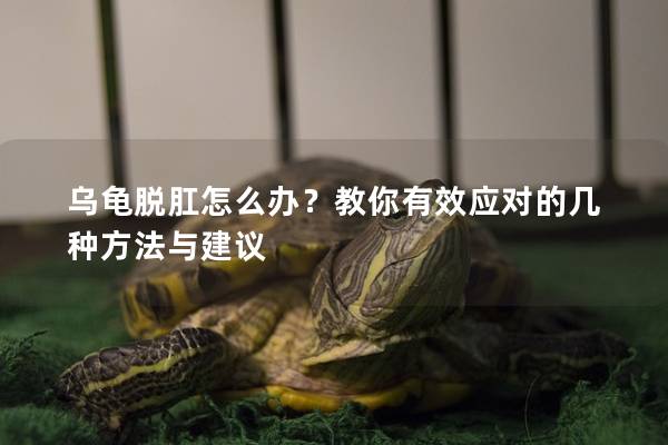 乌龟脱肛怎么办？教你有效应对的几种方法与建议