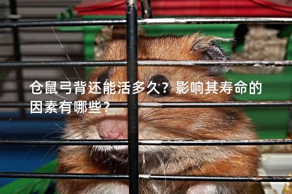 仓鼠弓背还能活多久？影响其寿命的因素有哪些？