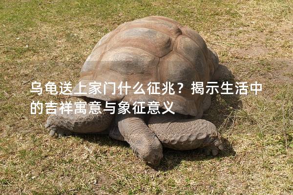 乌龟送上家门什么征兆？揭示生活中的吉祥寓意与象征意义