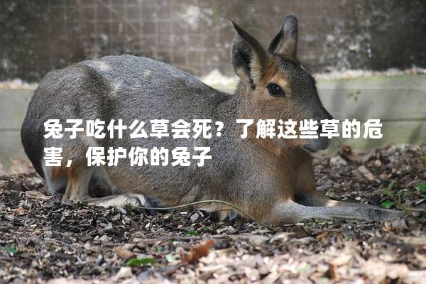 兔子吃什么草会死？了解这些草的危害，保护你的兔子