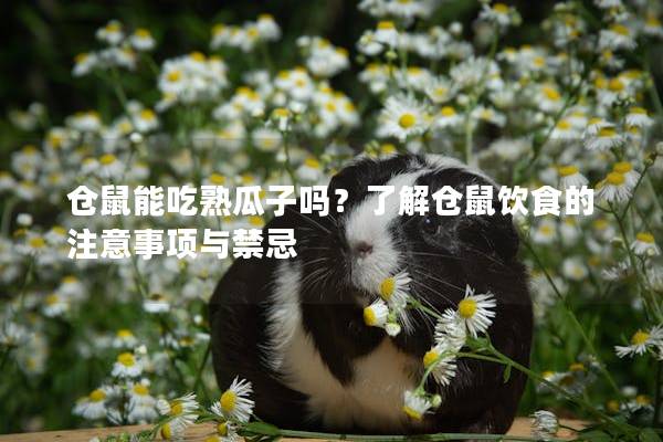 仓鼠能吃熟瓜子吗？了解仓鼠饮食的注意事项与禁忌