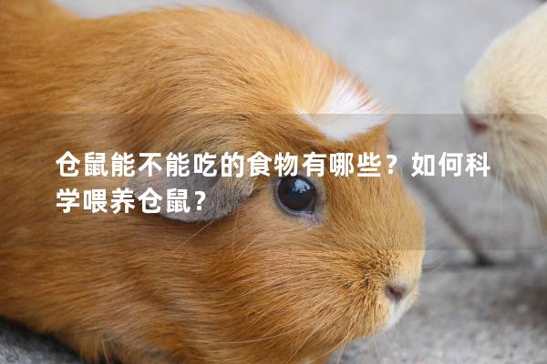 仓鼠能不能吃的食物有哪些？如何科学喂养仓鼠？
