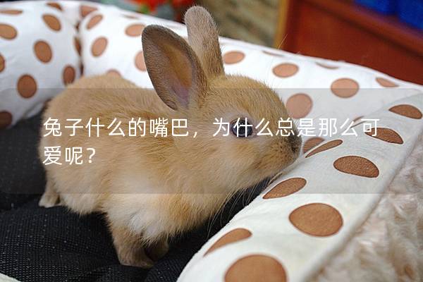 兔子什么的嘴巴，为什么总是那么可爱呢？