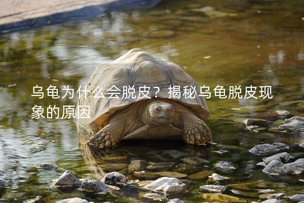 乌龟为什么会脱皮？揭秘乌龟脱皮现象的原因