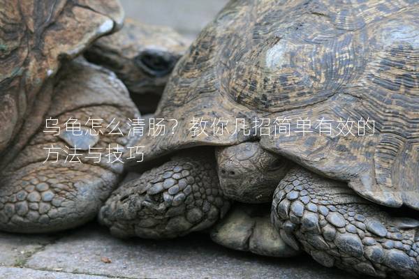 乌龟怎么清肠？教你几招简单有效的方法与技巧