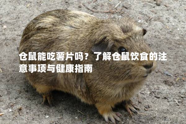 仓鼠能吃薯片吗？了解仓鼠饮食的注意事项与健康指南