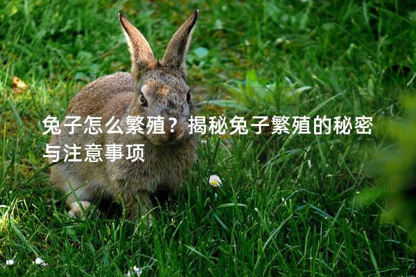 兔子怎么繁殖？揭秘兔子繁殖的秘密与注意事项