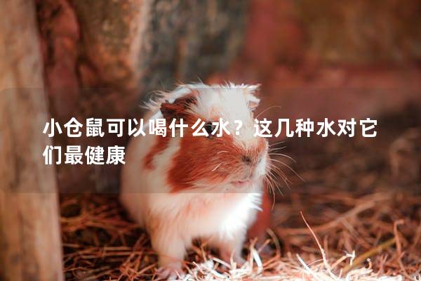 小仓鼠可以喝什么水？这几种水对它们最健康
