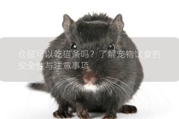 仓鼠可以吃猫条吗？了解宠物饮食的安全性与注意事项
