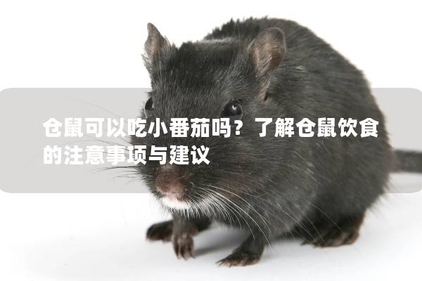 仓鼠可以吃小番茄吗？了解仓鼠饮食的注意事项与建议
