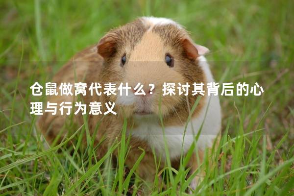 仓鼠做窝代表什么？探讨其背后的心理与行为意义
