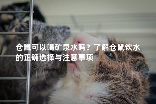 仓鼠可以喝矿泉水吗？了解仓鼠饮水的正确选择与注意事项