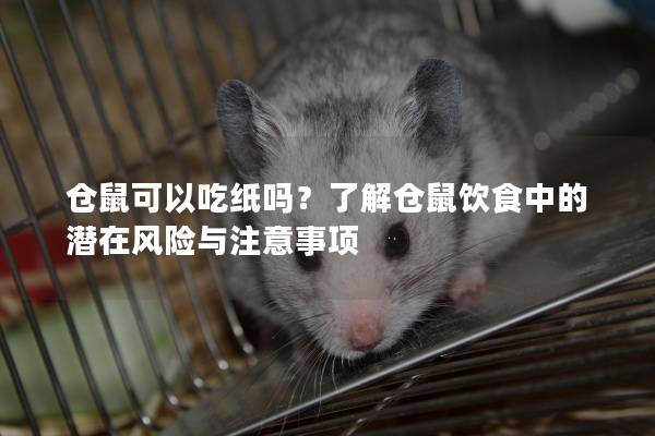 仓鼠可以吃纸吗？了解仓鼠饮食中的潜在风险与注意事项