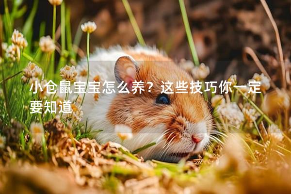 小仓鼠宝宝怎么养？这些技巧你一定要知道